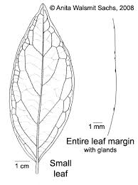 Image result for Microdesmis