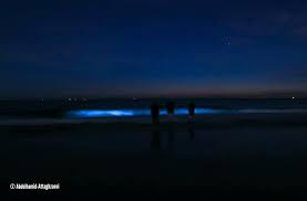 Dit verschijnsel heet zeevonk, en is de afgelopen tijd veelvuldig gespot op scheveningen, en dat willen wij jullie niet onthouden daarom meer over deze stralende alg. Afgelopen Nacht Was Er Zeevonk Te De Zee Kust Westland Facebook