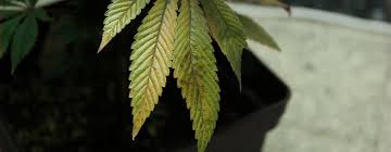 Maybe you would like to learn more about one of these? How To Deal With Leaf Septoria Yellow Leaf Spot On Cannabis Plants Rqs Blog