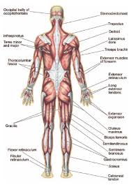 Muscles of the human body. How Many Muscles Are In The Human Body The Handy Anatomy Answer Book