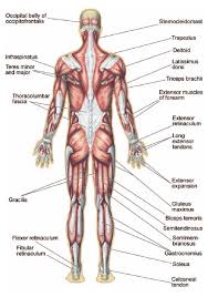 It's surprisingly hard to tell. How Many Muscles Are In The Human Body The Handy Anatomy Answer Book