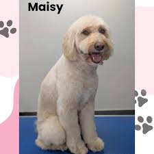 Snip & Style Dog Grooming (@snip_styledoggrooming) • Instagram photos and  videos