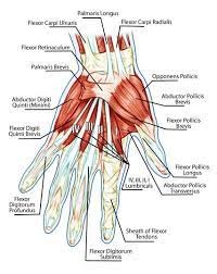 Skeletal muscle diagram muscle fascia heart development types muscles fascia human body muscle and fascia heart cell fascia skeletal muscle cell anatomy muscular contraction. Tendon Repair Flexor Surgery For Painless Hand Movement Muscle Diagram Muscular System Arm Muscle Anatomy