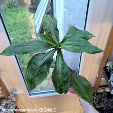 Image result for Tradescantia zanonia