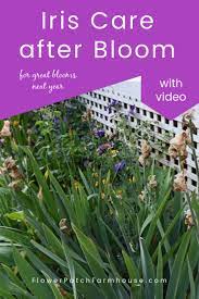 Reblooming irises perform best if fertilized again after the first wave of flowering is finished. Iris Care After Blooming Flower Patch Farmhouse