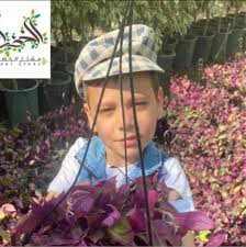 مشتل الخضراء