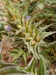 Image result for Blepharis involucrata