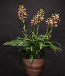 Image result for Habenaria goetzeana