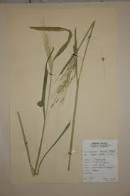 Image result for Oryza barthii