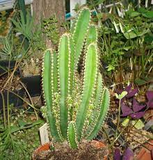 As stated in the video, i would love for you all to. How And When To Prune A Cactus Dummer Garden Manage Gfinger Es La App De Jardineria Mas Profesional