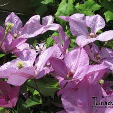 The spelling of this clematis is also margaret hunt. Clematis Viticella Margaret Hunt