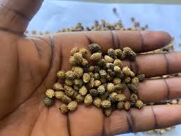 Image result for Dioscoreophyllum cumminsii