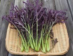 ポタジェ.jp ー 楽しいキッチンガーデニング&家庭菜園