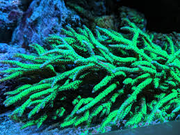 Image result for Pyrostria hystrix