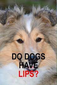 Pin On Dog Anatomy