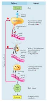 Hormone Cascade Pathways Endocrine System Thyrotropin