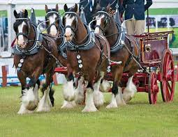 Celebrating The Clydesdale Horse Journals