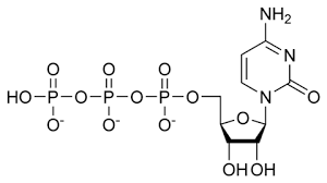 Deoxyribonucleotide Triphosphate The Building Block Of Dna Electron Transport Chain Photosynthesis And Cellular Respiration Chemical Structure