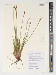 Image result for Schoenus