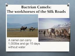 Dromedary camels have a single hump. Silk Roads Geographic Objectives You Will Able To