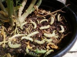 Though tedious, dabbing aphids with cotton swabs dipped in isopropyl. When Aphids Suck The Life From Your Milkweed Here S How To Safely Get Rid Of Them Texas Butterfly Ranch
