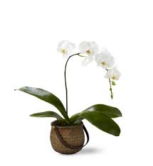 Hours may change under current circumstances The Ftd White Phalaenopsis Orchid In San Antonio Tx Artistic Blooms Inc