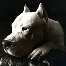 We are based in conyers, ga and our breeders, dog trainers, and handlers have over 25 years of combined industry experience in rearing our puppies and maintaining the integrity of the dogo argentino breed. Black White Dog Argentino Dog Foto Dog Breeding Business