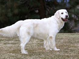 Hours may change under current circumstances English Cream Golden Retriever Female Puppy Puppies Golden Retriever Puppies Seatt English Creme Golden Retriever Golden Retriever Female Golden Retriever