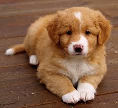 Feel free to browse hundreds of active classified puppy for sale listings, from dog breeders in pa and the surrounding areas. Nova Scotia Duck Tolling Retriever Dog Breed Information K9rl