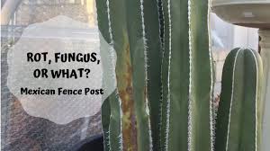 Fungus tends to result from overwatering. Mexican Fence Post Cactus Rot Fungus Or What Youtube