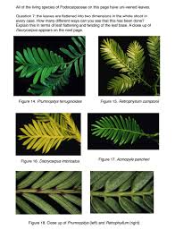 Image result for Podocarpaceae