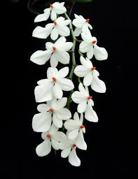 Image result for Aerangis stelligera