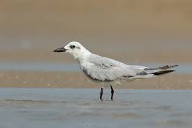 Gull Billed Tern | Gull billed Tern (Gelochelidon nilotica) | Aravind V |  Flickr