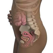 Your baby is about the size of a grape your baby now weighs a fraction of an ounce and is almost 1 inch long. 9 Weeks Pregnant Symptoms Belly Pictures More Babycenter