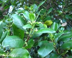 Image result for Trochomeria macrocarpa