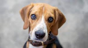 For example, these sets often include. Beagle Shedding How Much Do Beagles Shed