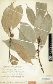 Image result for Englerina schubotziana