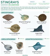 Image result for Stingray