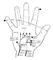 Diagram To Show The Motor Innervation Of The Hand Cutaneous Innervation Is Indicated On The Fingers Hand Therapy Pediatric Occupational Therapy Median Nerve