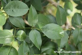 Image result for Erythrina fusca