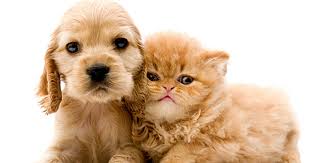 Those are our top 5 hypoallergenic cats that are less likely to provoke reactions in people with allergies! Got Allergies 15 Hypoallergenic Dogs And Cats Cbs News
