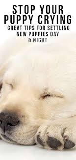 Puppy Crying Tips For Settling New Puppies At Night Or In A Crate First Night With Puppy New Puppy Puppy Training Tips