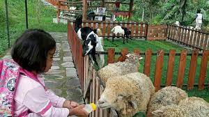 Kebun binatang masih menjadi tempat liburan alternatif menyenangkan bersama keluarga maupun kerabat terdekat. Tribunjogjawiki Mini Zoo Jogja Exotarium Education Center Tribun Jogja