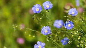 Maybe you would like to learn more about one of these? Bilder Quiz Fruhlingsblumen Geolino
