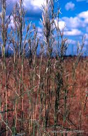 Image result for Andropogon gayanus