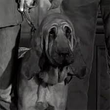 18 Adorable Dogs From Classic Television Shows Famous Dogs Dogs Cute Dogs