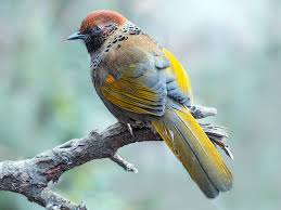 Image result for Erythrocephalum