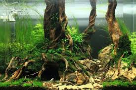 Pin Von Samira Aigner Auf Aquarium In 2020 Planted Aquarium Aquarium Aquascape Aquascaping