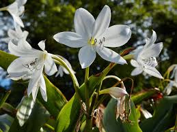 Image result for Crinum moorei