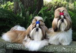 Over 4,036 shih tzu pictures to choose from, with no signup needed. Shih Tzu Dog Breed Information And Pictures